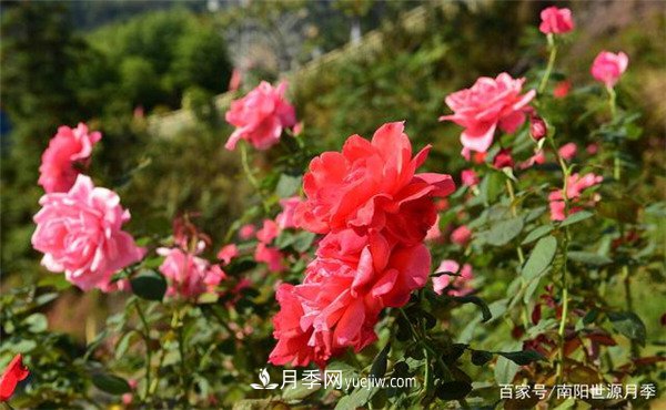花瓣少的低維護月季到底有哪些優(yōu)點(diǎn)？(圖1)