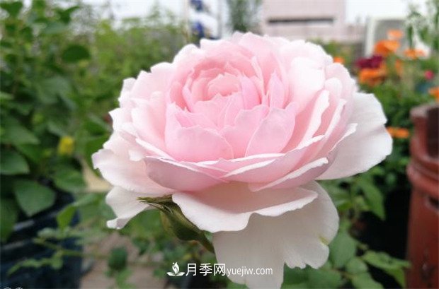 美咲月季，一個(gè)驚艷的日本仙女月季品種(圖1)