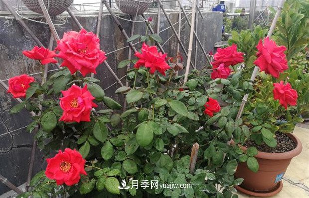 月季入門(mén)品種推薦：紅色月季必養緋扇和紅龍(圖1)