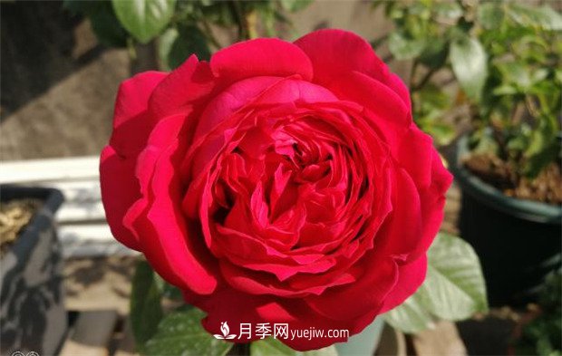 月季入門(mén)品種推薦：紅色月季必養緋扇和紅龍(圖2)