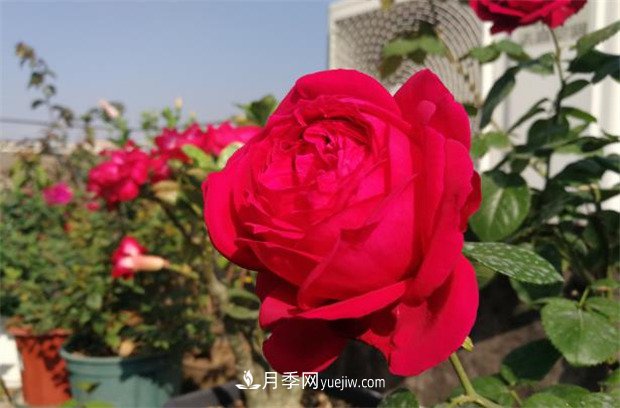 月季入門(mén)品種推薦：紅色月季必養緋扇和紅龍(圖3)