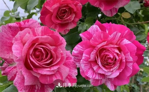 施冬肥，一年中什么時(shí)候***適合給月季施肥呢！(圖2)