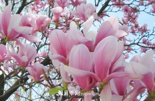 開(kāi)封：玉蘭花開(kāi)，燦爛綻放(圖1)