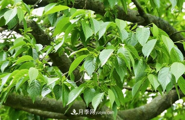 杜仲，可以在北方種植的珍貴樹(shù)種苗木(圖1)