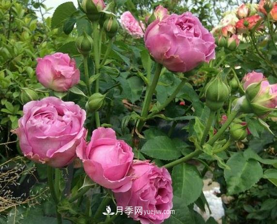 紫霧泡泡月季推薦，花色更是吸引人(圖2)