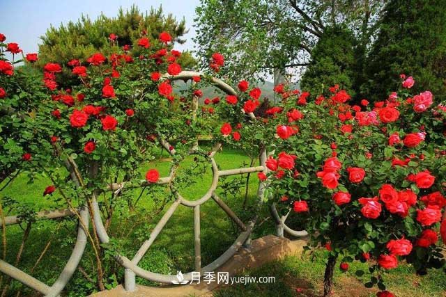 園林設計需要用到的景觀(guān)花木知識大全(圖1)