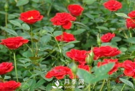 小月季花的養殖方法及圖片 小月季花怎么養(圖1)