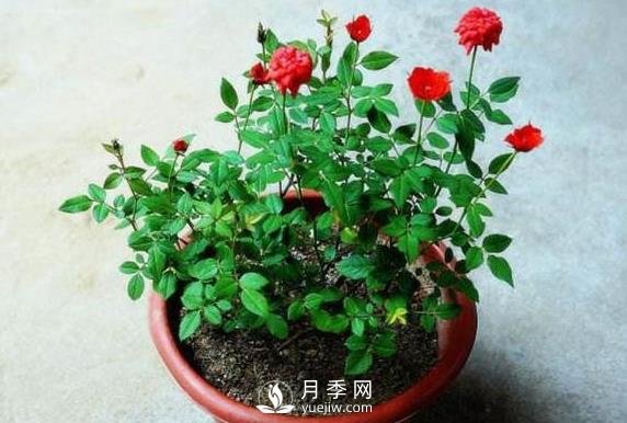 盆栽花卉哪些枝條需要修剪？(圖1)