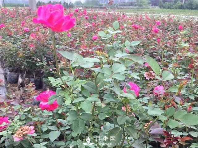 盆栽花卉黃葉現象及診治方法(圖1)