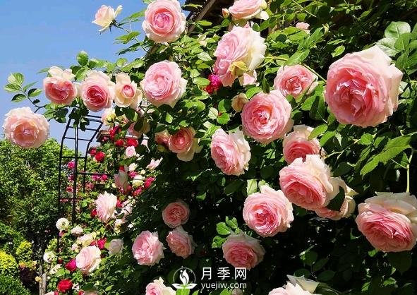 園林景觀(guān)運用中月季品種的合理搭配(圖2)