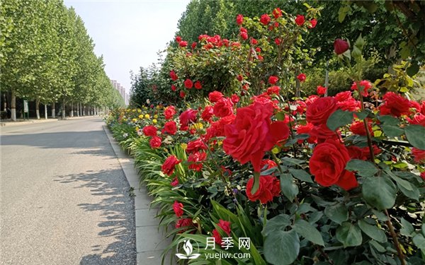 月季小苗，如何養壯？怎樣才能養好月季小苗？(圖1)