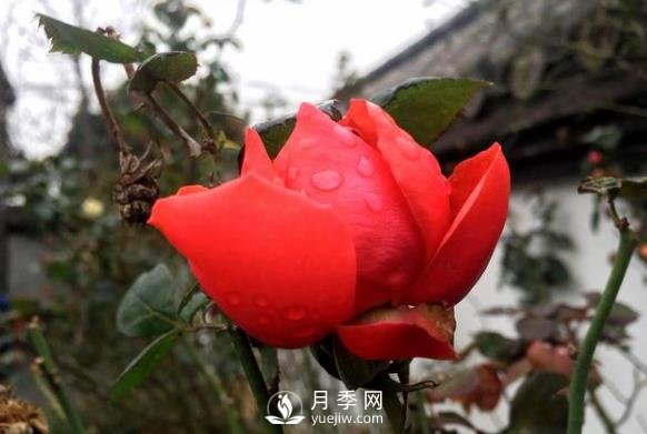 你那里的氣溫能不能種月季？看完這篇就知道了(圖1)