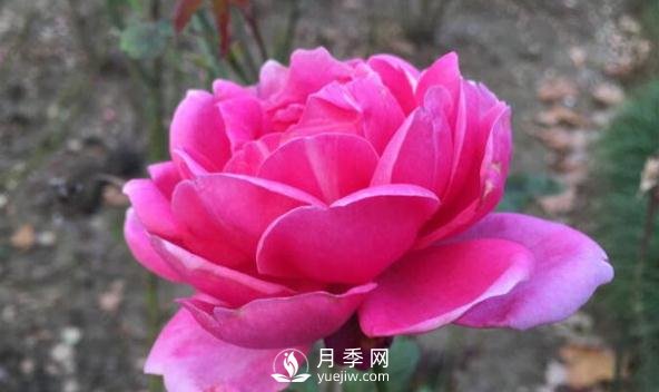 月季花如何舒蕾？(圖1)
