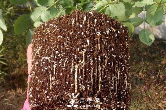 月季如何養根？(圖1)