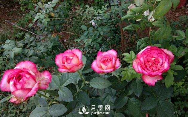 盆栽月季花，應該如何養殖呢(圖1)
