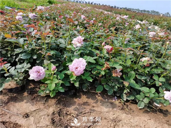 春天照著(zhù)養，月季花朵多到爆炸！(圖1)