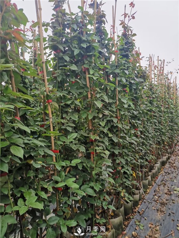 藤本月季價(jià)格？南陽(yáng)藤本月季基地2021年批發(fā)報價(jià)(圖2)