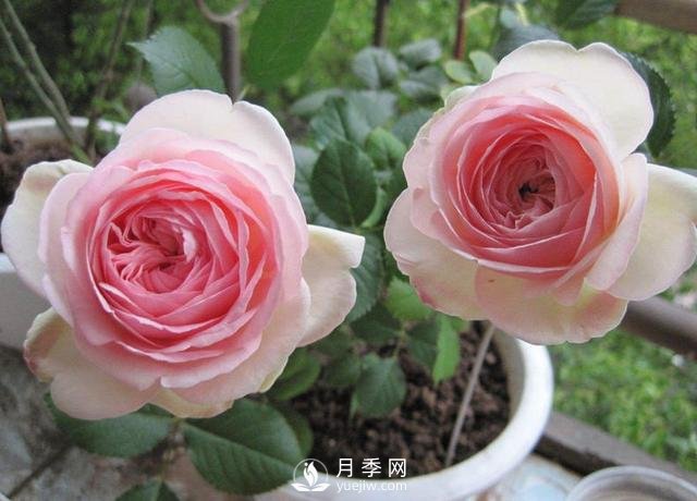藤本月季的養殖方法(圖1)