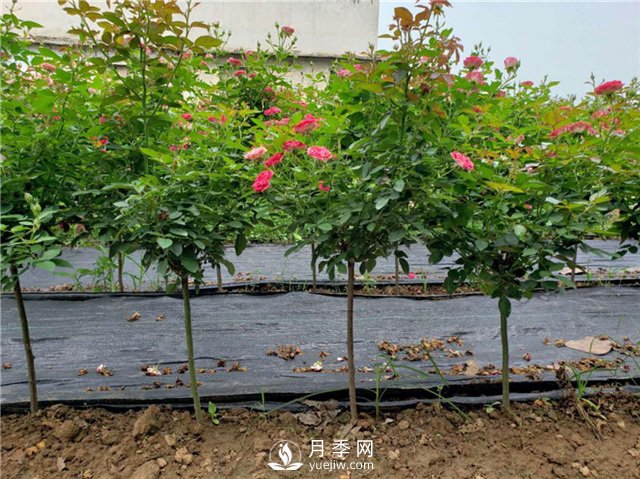 月季花，什么時(shí)候重剪好？(圖1)