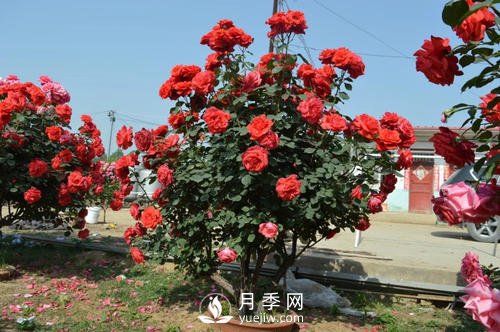 陶盆和塑料盆，哪個(gè)更適合種月季呢？(圖1)