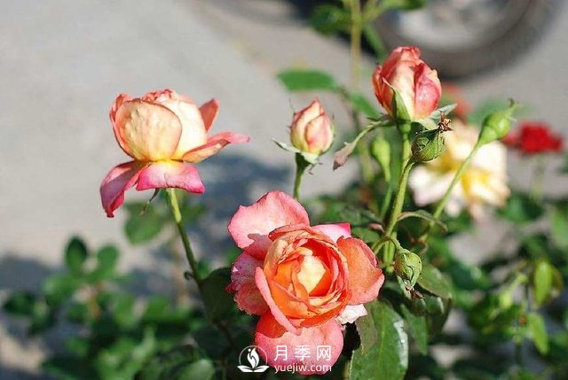 冬天就應該這樣養月季 冬天月季養護方法(圖1)