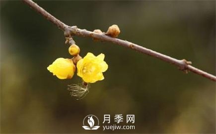 岳陽(yáng)：臘梅獨自開(kāi) 只為報春來(lái)(圖3)
