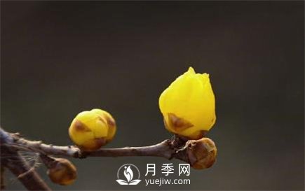 岳陽(yáng)：臘梅獨自開(kāi) 只為報春來(lái)(圖2)