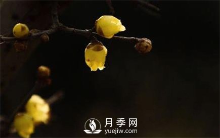 岳陽(yáng)：臘梅獨自開(kāi) 只為報春來(lái)(圖1)