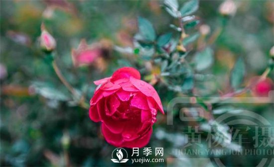 紅艷嬌美的月季花，四季常開(kāi)，絢麗的花朵非常美(圖1)