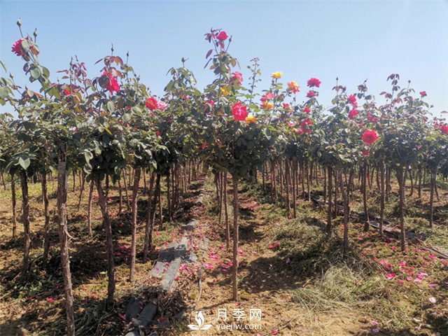 3-4公分月季樹(shù)報價(jià)，3-4公分高桿月季報價(jià)！(圖2)