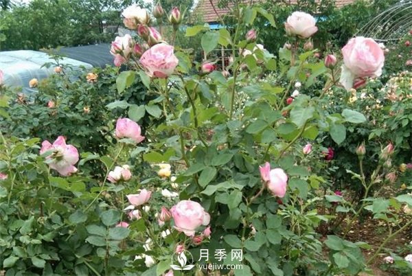 花友都喜歡的月季品種，龍沙寶石，適合做月季花門(mén)(圖1)