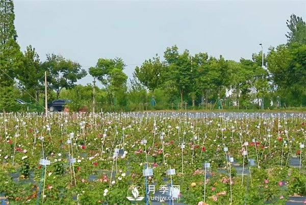天狼月季，始終走在育種路上(圖2)