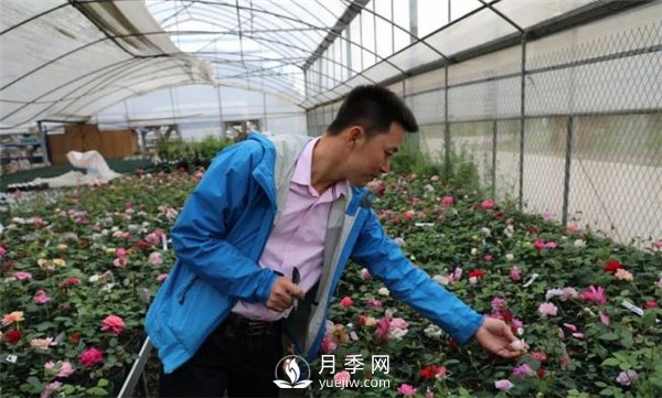 天狼月季，始終走在育種路上(圖3)