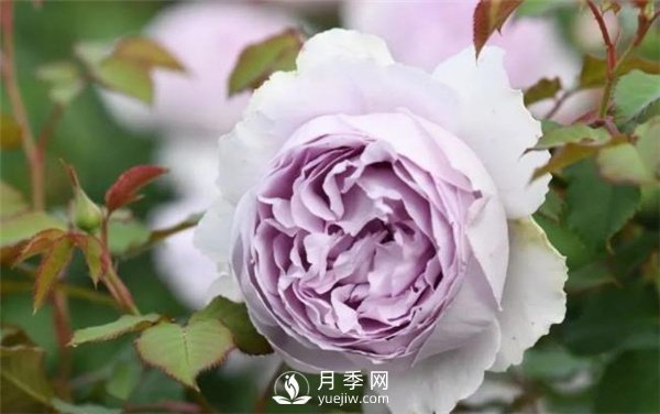 天狼月季，始終走在育種路上(圖4)