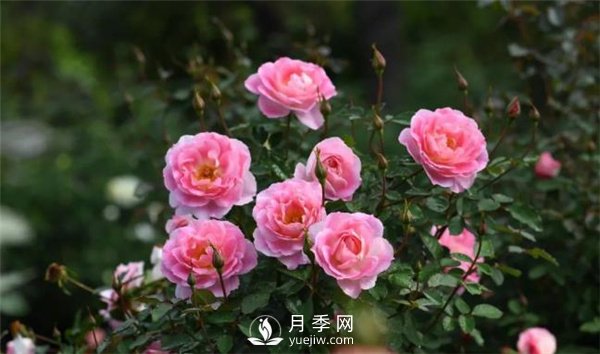 天狼月季，始終走在育種路上(圖5)