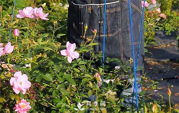 天狼月季，始終走在育種路上(圖6)