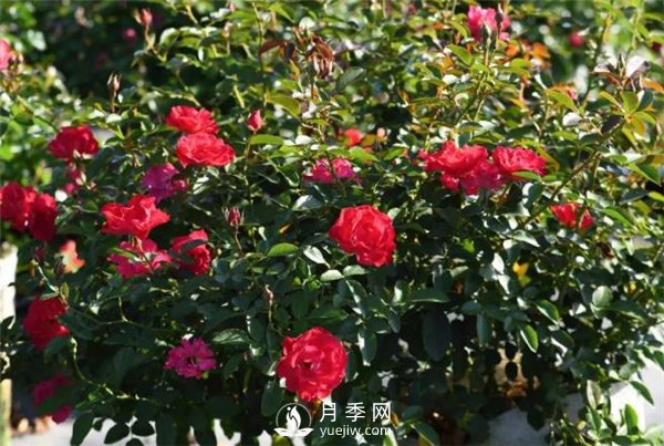 天狼月季，始終走在育種路上(圖8)