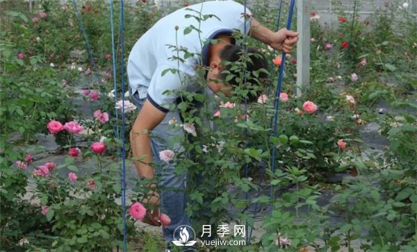 天狼月季，始終走在育種路上(圖9)