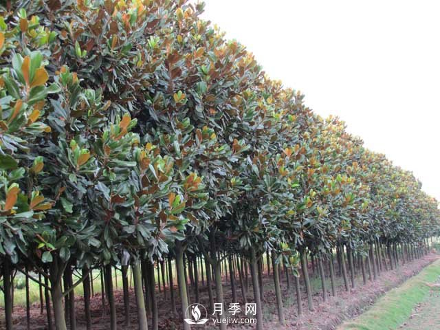 哪種苗木前景好？哪種苗木有錢(qián)途？這幾個(gè)景觀(guān)樹(shù)了解一下(圖2)