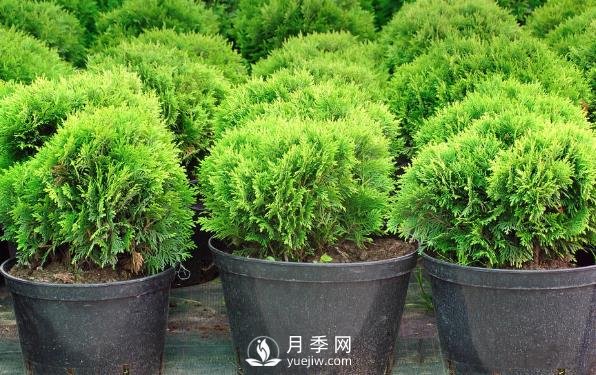 小小的改變，是的這些苗木從價(jià)格、價(jià)值、銷(xiāo)量都提升數倍(圖1)