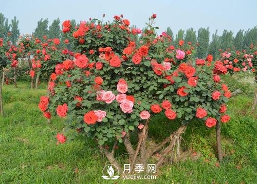 古樁月季樹(shù)緣何身價(jià)不斷翻倍？！(圖1)