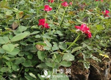 月季苗栽培、養護、銷(xiāo)售日歷(圖1)