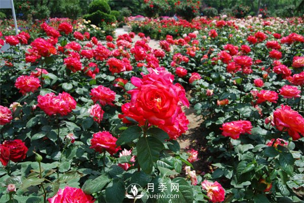 農民投資月季種植，致富前景怎么樣？(圖1)