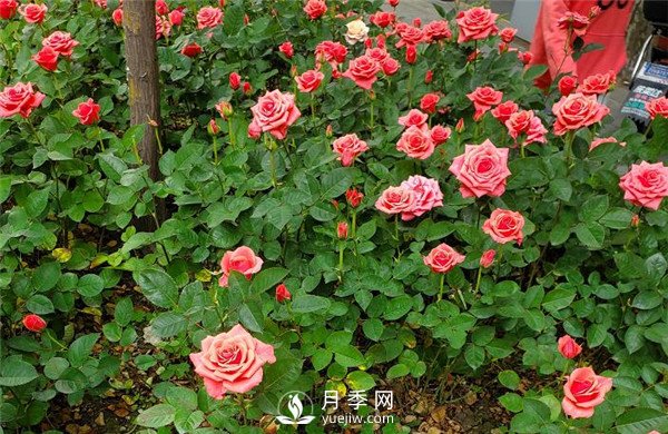 月季在花壇中該如何運用？(圖4)
