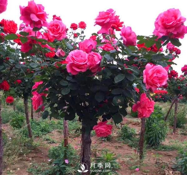 兩棵樹(shù)狀月季開(kāi)爆 打造靚麗小區景觀(guān)(圖1)