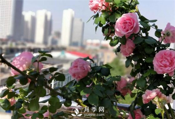一年開(kāi)三季的月季花，裝扮我的陽(yáng)臺(圖1)