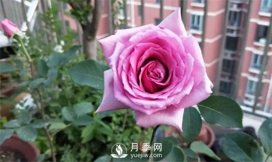 一年開(kāi)三季的月季花，裝扮我的陽(yáng)臺(圖2)