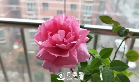 一年開(kāi)三季的月季花，裝扮我的陽(yáng)臺(圖3)
