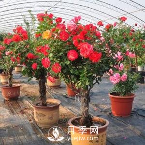 盆栽樹(shù)狀月季花養殖方法如下(圖1)