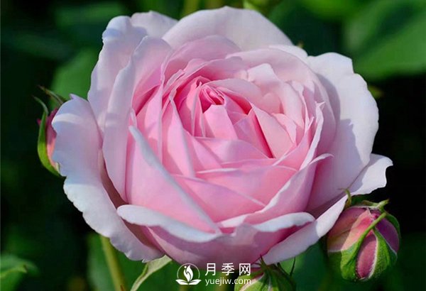 月季施肥有哪些注意事項？月季網(wǎng)告訴你(圖1)